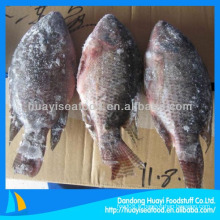 Tilapia au poisson congelé de bonne qualité dans la mer